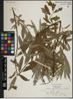 Foto von Salix atrocinerea Brot. x Salix viminalis L.